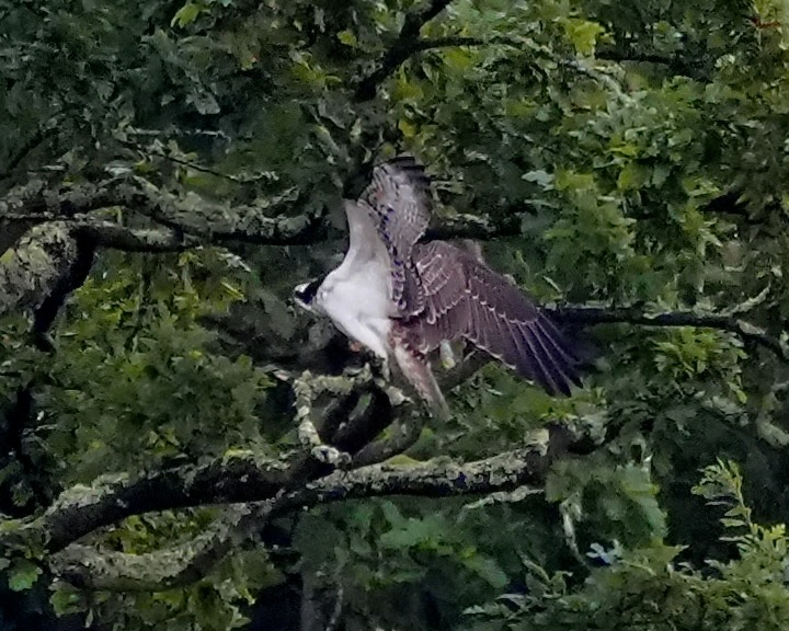 osprey